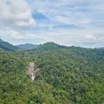 Hutan Indonesia Terancam Deforestasi Legal