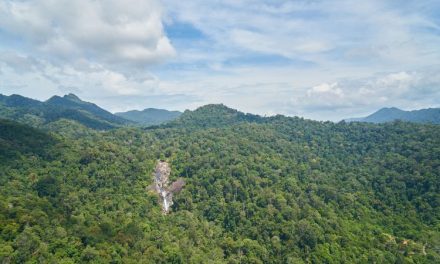 Hutan Indonesia Terancam Deforestasi Legal