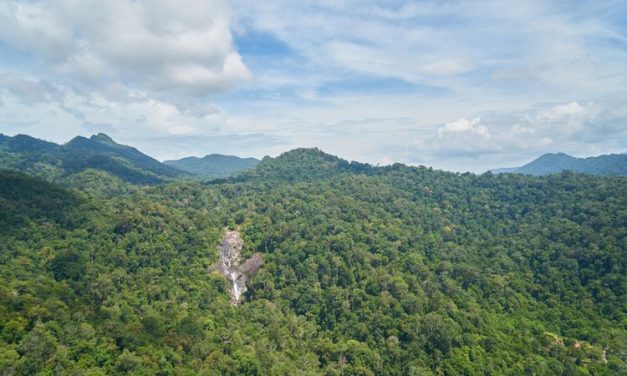 Hutan Indonesia Terancam Deforestasi Legal
