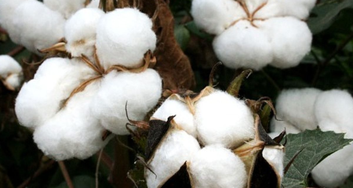 Budidaya Kapas: Teknik, Tantangan, Dan Peluang Di Era Modern