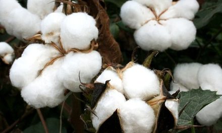 Budidaya Kapas: Teknik, Tantangan, Dan Peluang Di Era Modern