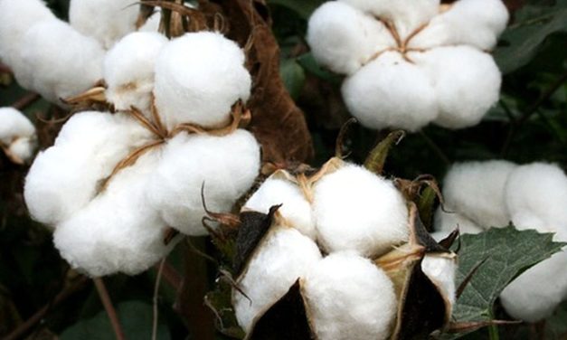 Budidaya Kapas: Teknik, Tantangan, Dan Peluang Di Era Modern