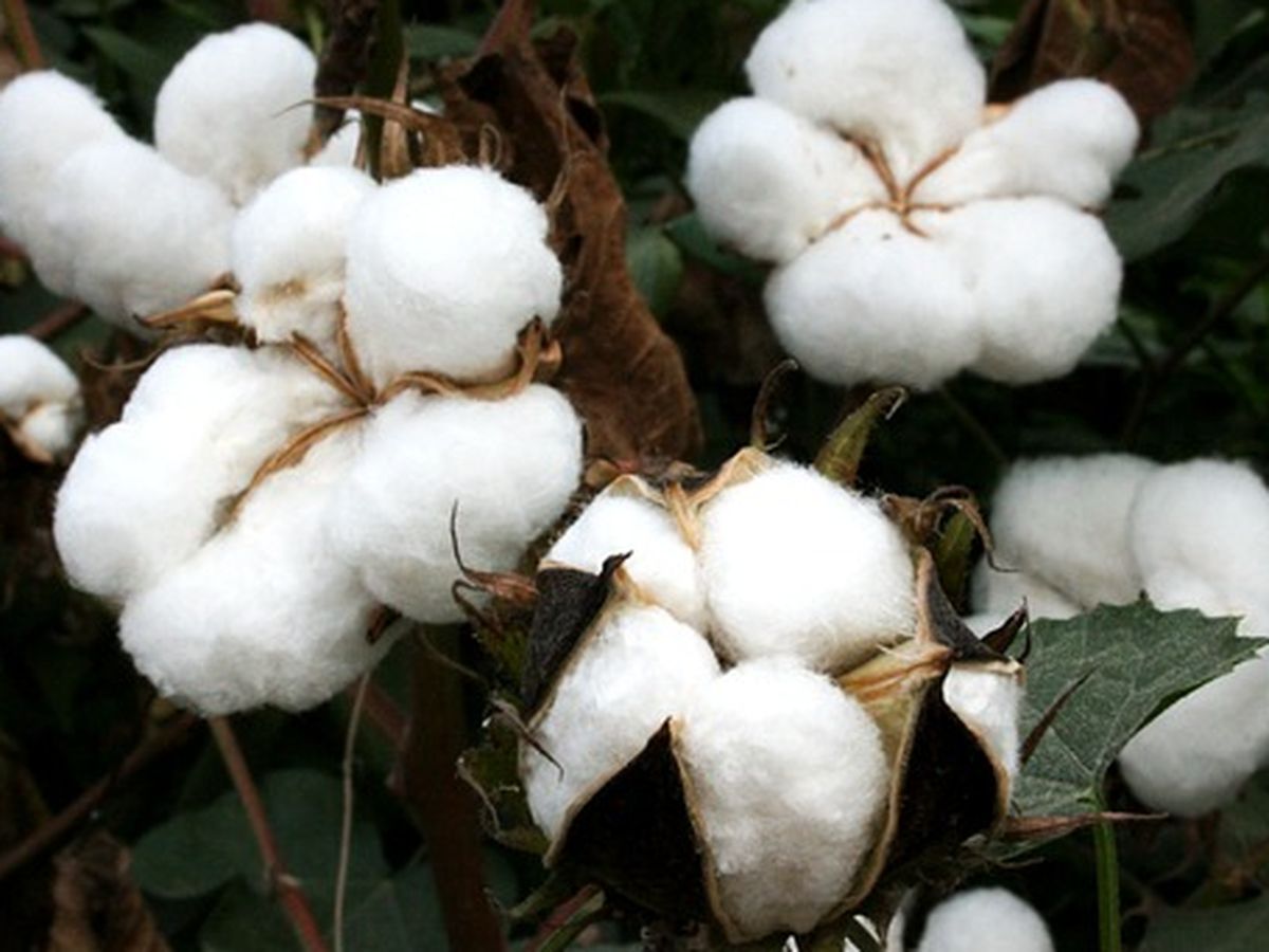 Budidaya Kapas: Teknik, Tantangan, Dan Peluang Di Era Modern