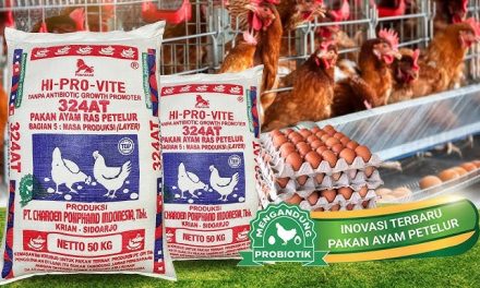 Pakan Dan Nutrisi Terbaik Untuk Ayam Petelur Sehat