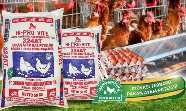 Pakan Dan Nutrisi Terbaik Untuk Ayam Petelur Sehat