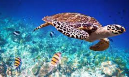 Penyu: Satwa Laut Langka Yang Perlu Dilindungi