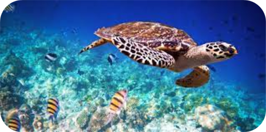 Penyu: Satwa Laut Langka Yang Perlu Dilindungi