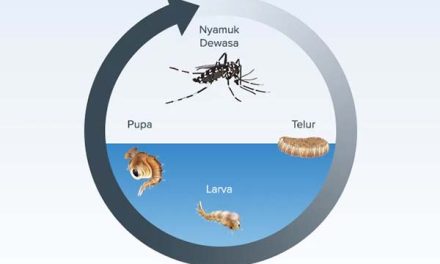 Siklus Hidup Nyamuk Dan Dampaknya Pada Kesehatan Manusia