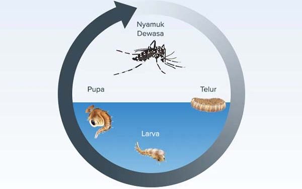 Siklus Hidup Nyamuk Dan Dampaknya Pada Kesehatan Manusia