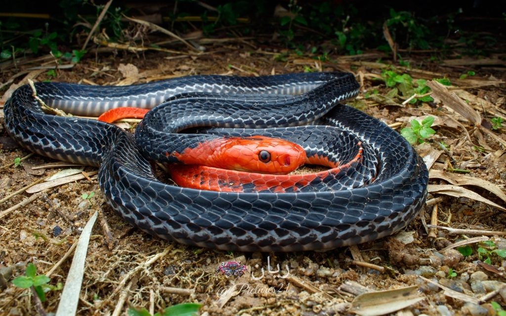 Fakta Menarik Ular Dan Jenis-Jenis Yang Ada di Indonesia