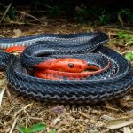 Fakta Menarik Ular Dan Jenis-Jenis Yang Ada di Indonesia