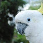 Mengenal Burung Kakak Tua: Jenis, Karakter, Dan Habitatnya