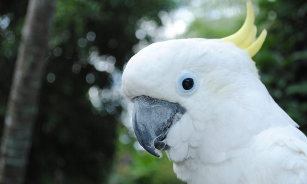Mengenal Burung Kakak Tua: Jenis, Karakter, Dan Habitatnya