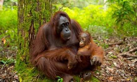 Satwa Khas Indonesia Yang Terancam Punah, Orang Utan