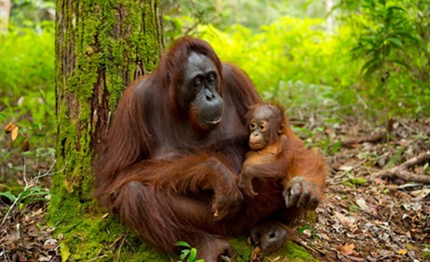 Satwa Khas Indonesia Yang Terancam Punah, Orang Utan