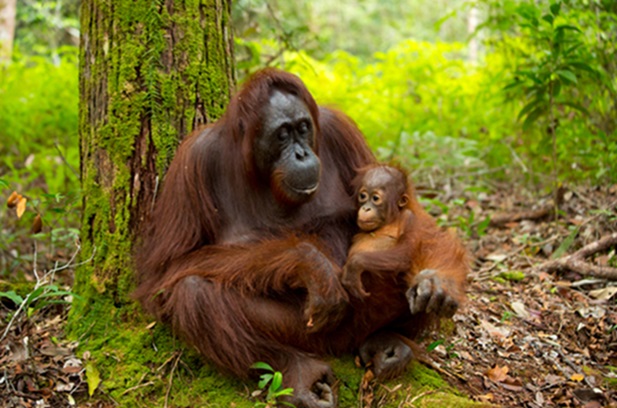 Satwa Khas Indonesia Yang Terancam Punah, Orang Utan