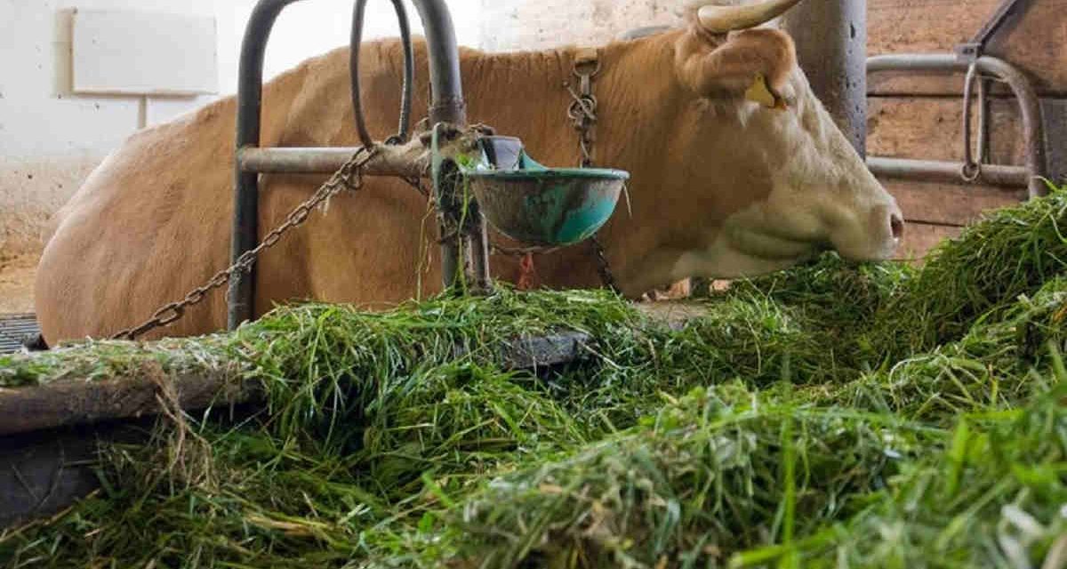 Bahan Fermentasi Terbaik Untuk Pakan Ternak Berkualitas