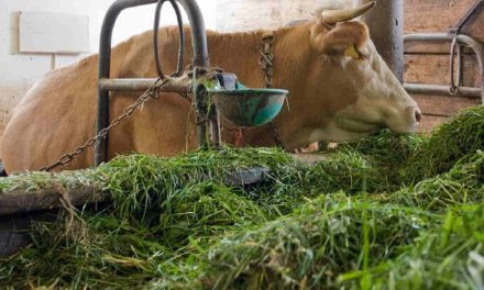 Bahan Fermentasi Terbaik Untuk Pakan Ternak Berkualitas