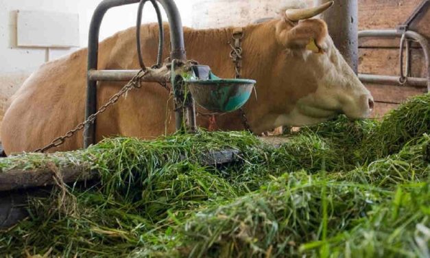 Bahan Fermentasi Terbaik Untuk Pakan Ternak Berkualitas