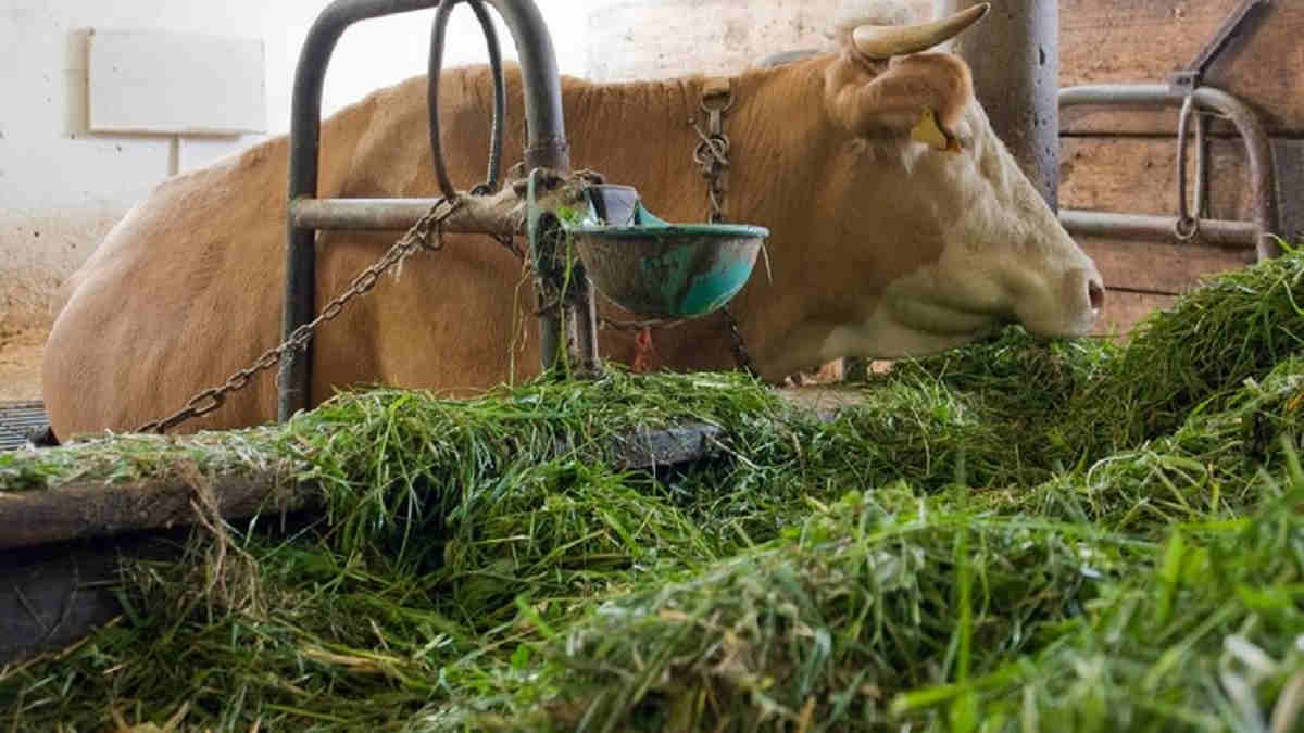 Bahan Fermentasi Terbaik Untuk Pakan Ternak Berkualitas