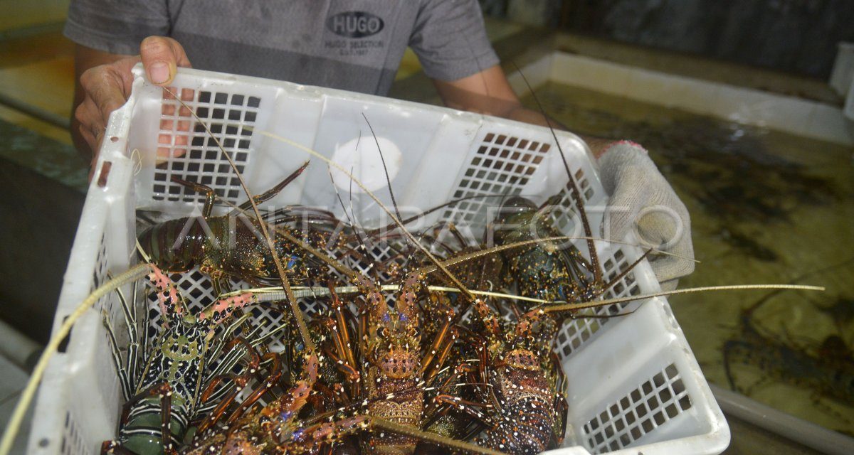 Budidaya Lobster Laut Berpotensi Komoditas Ekspor Unggulan