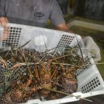 Budidaya Lobster Laut Berpotensi Komoditas Ekspor Unggulan
