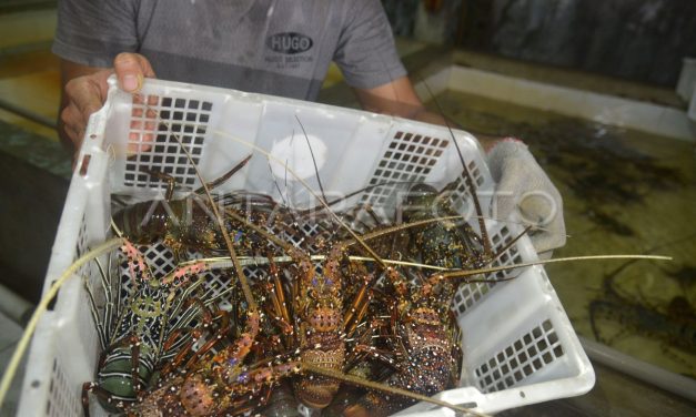Budidaya Lobster Laut Berpotensi Komoditas Ekspor Unggulan