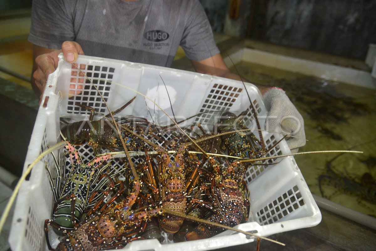 Budidaya Lobster Laut Berpotensi Komoditas Ekspor Unggulan