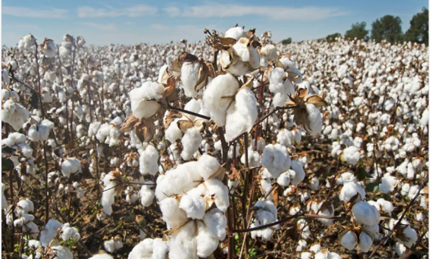 Kapas Bahan Utama Industri Tekstil Dan Tantangan Produksinya