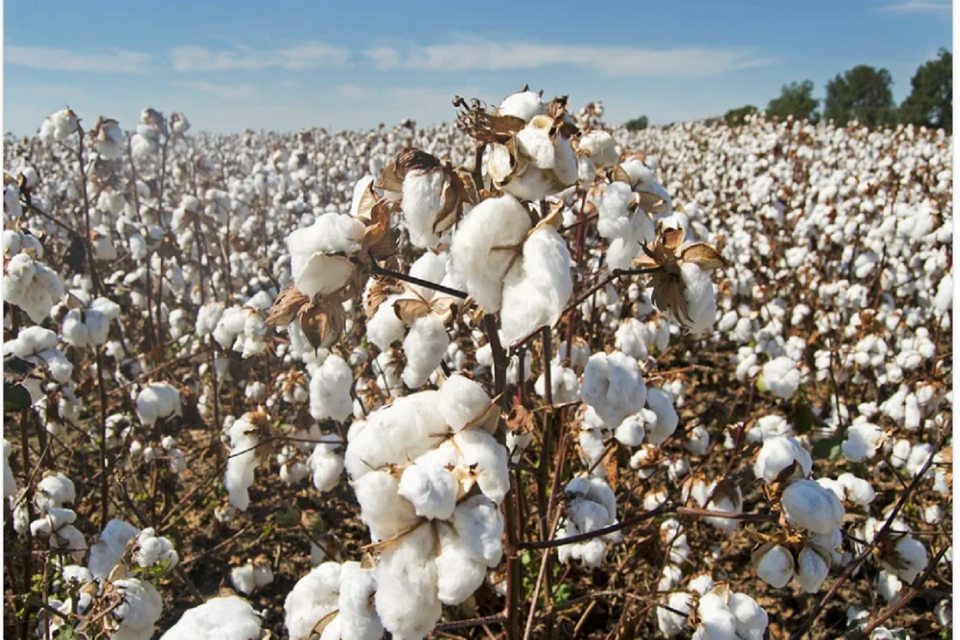 Kapas Bahan Utama Industri Tekstil Dan Tantangan Produksinya