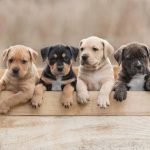 Anak Anjing: Panduan Merawat Dan Mengenal Lingkungan Baru