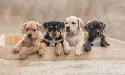 Anak Anjing: Panduan Merawat Dan Mengenal Lingkungan Baru