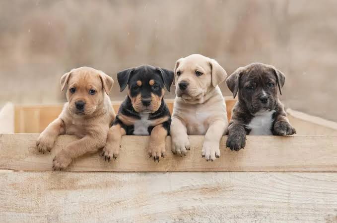 Anak Anjing: Panduan Merawat Dan Mengenal Lingkungan Baru