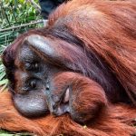 Nasib Hewan Kerusakan Hutan Kalimantan Dan Perubahan Habitat