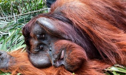 Nasib Hewan Kerusakan Hutan Kalimantan Dan Perubahan Habitat