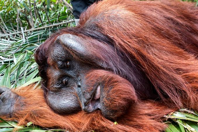 Nasib Hewan Kerusakan Hutan Kalimantan Dan Perubahan Habitat