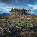 Hutan Dan Perubahan Iklim: Tantangan Lingkungan Indonesia