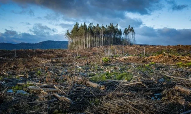 Hutan Dan Perubahan Iklim: Tantangan Lingkungan Indonesia