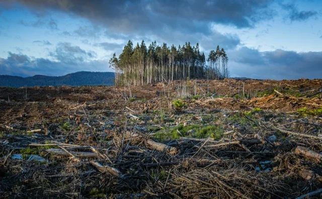 Hutan Dan Perubahan Iklim: Tantangan Lingkungan Indonesia