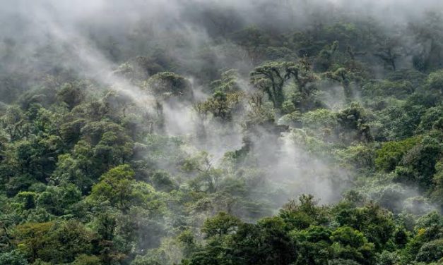 Hutan Indonesia: Keberadaannya Penting Bagi Kehidupan Satwa?
