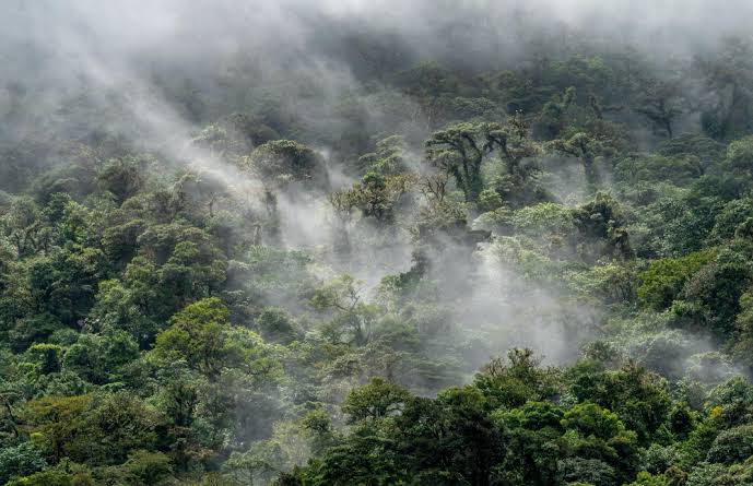Hutan Indonesia: Keberadaannya Penting Bagi Kehidupan Satwa?