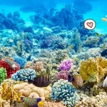 Terumbu Karang: Habitat Penting Bagi Berbagai Organisme Laut