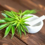Kandungan Ganja, Dampak Kesehatan, Dan Aturan Hukumnya