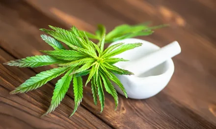 Kandungan Ganja, Dampak Kesehatan, Dan Aturan Hukumnya