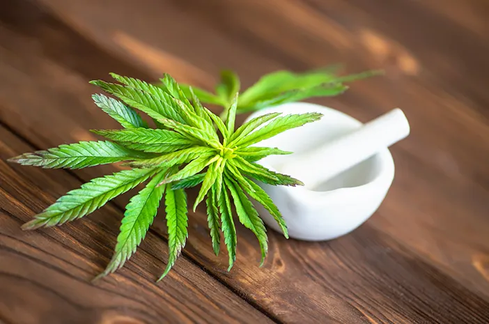 Kandungan Ganja, Dampak Kesehatan, Dan Aturan Hukumnya