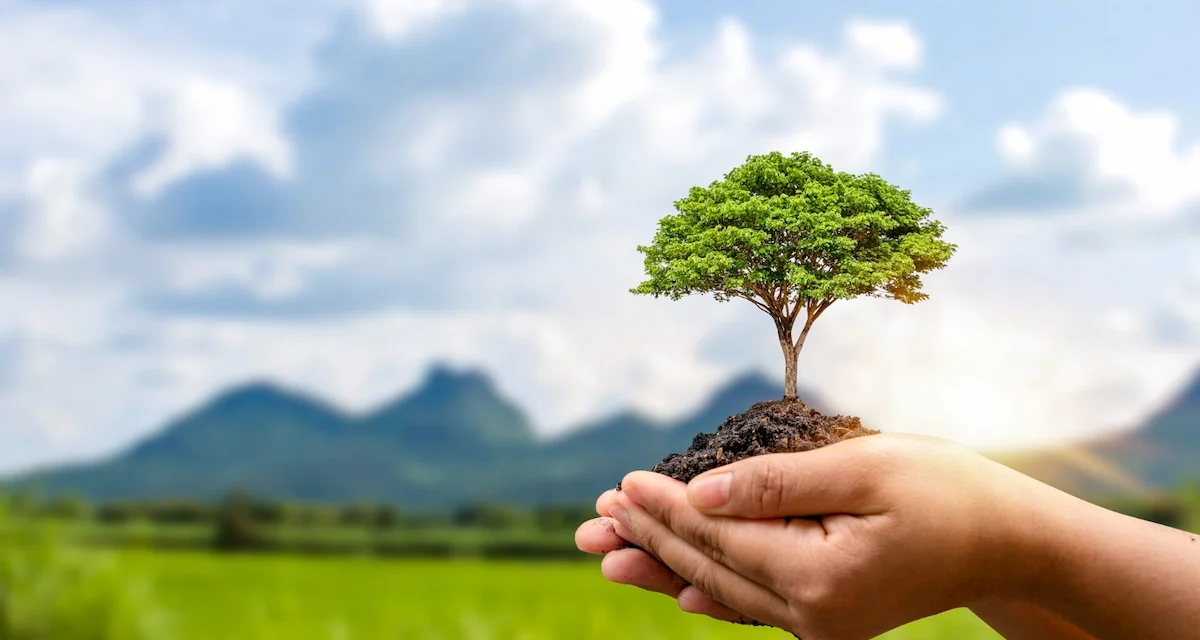 Pohon Dan Lingkungan: Peran Penghijauan Bagi Kualitas Udara