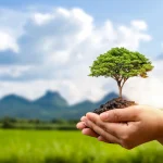 Pohon Dan Lingkungan: Peran Penghijauan Bagi Kualitas Udara