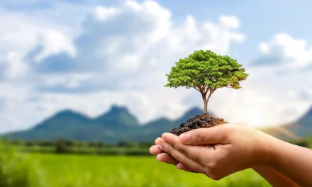 Pohon Dan Lingkungan: Peran Penghijauan Bagi Kualitas Udara